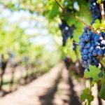 Dofinansowana misja dla importerów z branży spożywczej/winiarskiej, 28 lutego -1 marca 2018 r., La Rioja (Hiszpania)