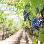 Dofinansowana misja wyjazdowa dla importerów wina – 22-23 lutego 2023, La Rioja (Hiszpania)