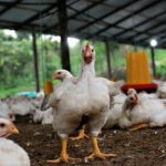 Skrzydła rozwoju: jak branża drobiarska zdobyła Polskę i świat